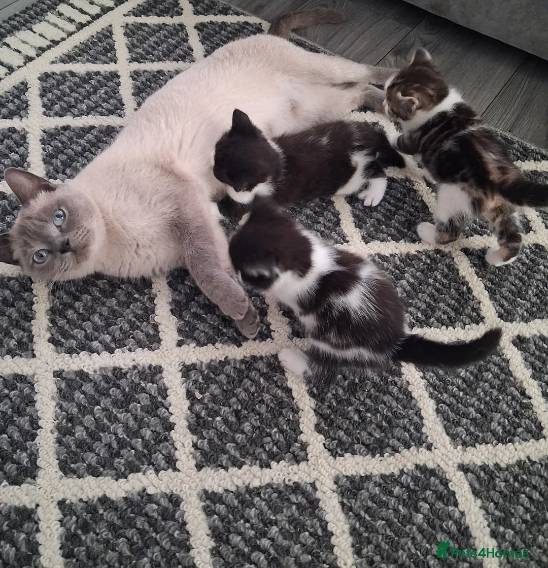 British Shorthair cats for sale: British Shorthair kitten cross  - Advert 4