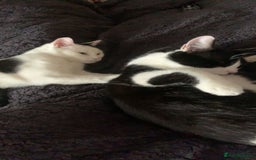 Domestic Shorthair cats for sale: TWO CATS NEED REHOMING TOGETHER  - Image 2