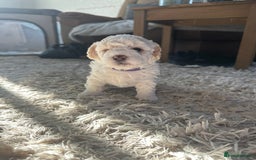 Cavapoochon dogs for sale: 3 beautiful cavapoochon puppies  - Image 5