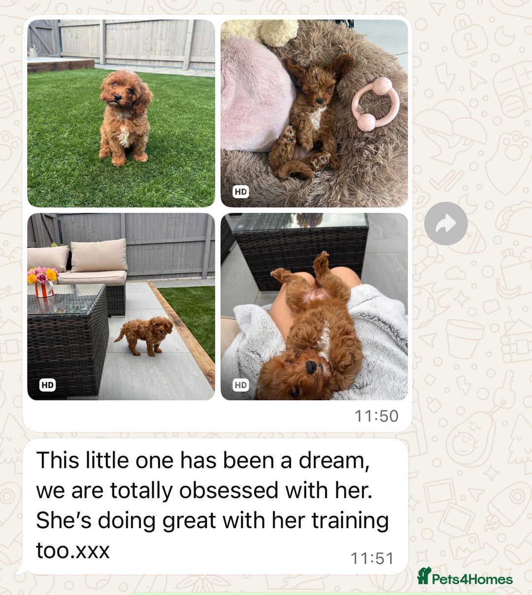 Cavapoo dogs for sale: Top Class Extensively tested Toy Cavapoo pups - Advert 12