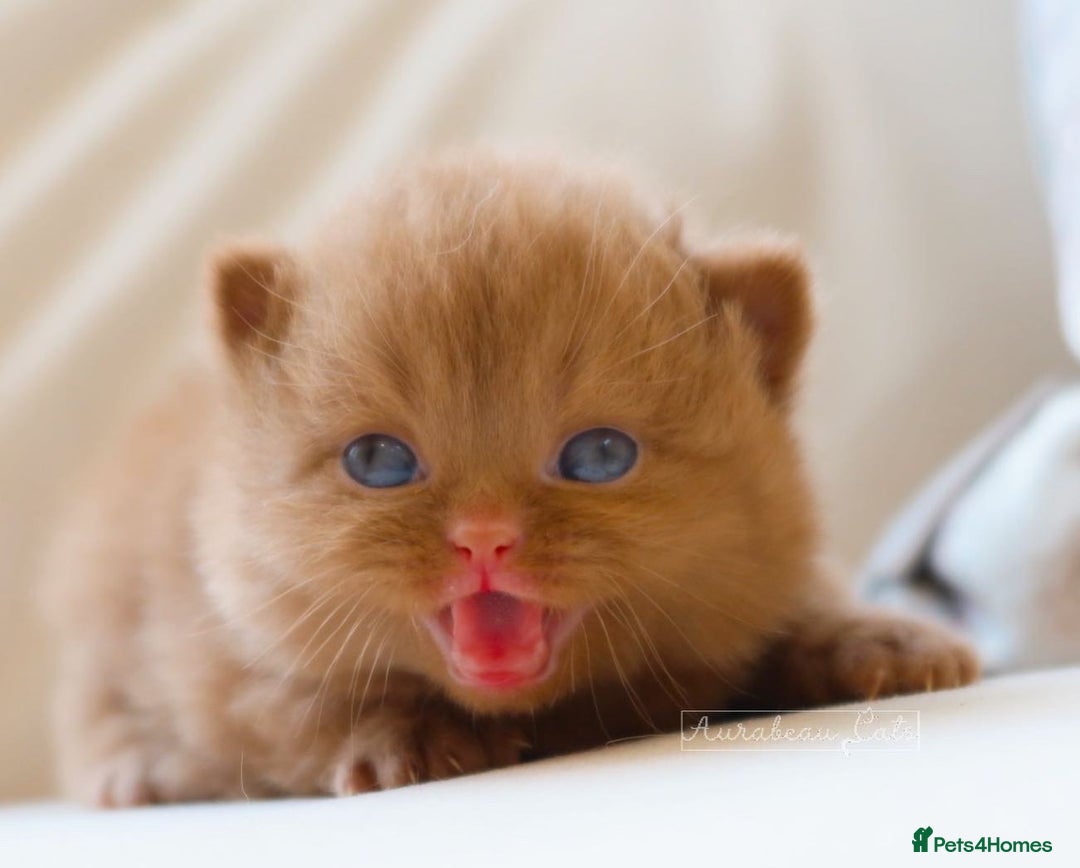 British Shorthair cats for stud: British Shorthair Cinnamon - Stud Duties  - Advert 7