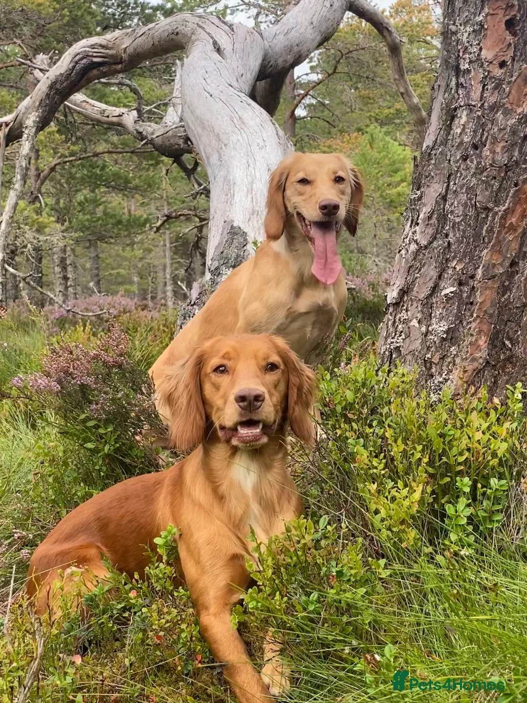 Cocker Spaniel dogs for stud: Outstanding OFTW Red Cocker, FULLY HEALTH TESTED in Bristol - Advert 19