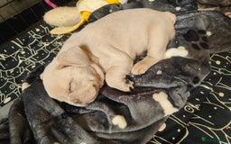 French Bulldog dogs for sale: 🐾 Premium Fluffy French Bulldog Puppies 🐾 - Image 10