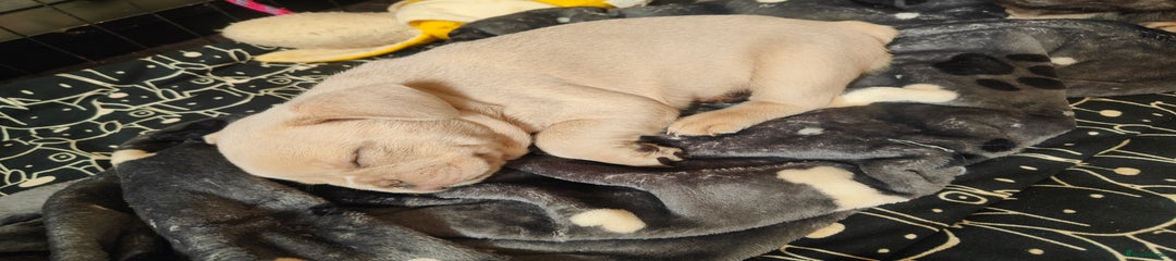 French Bulldog Puppy 1 "Storm"