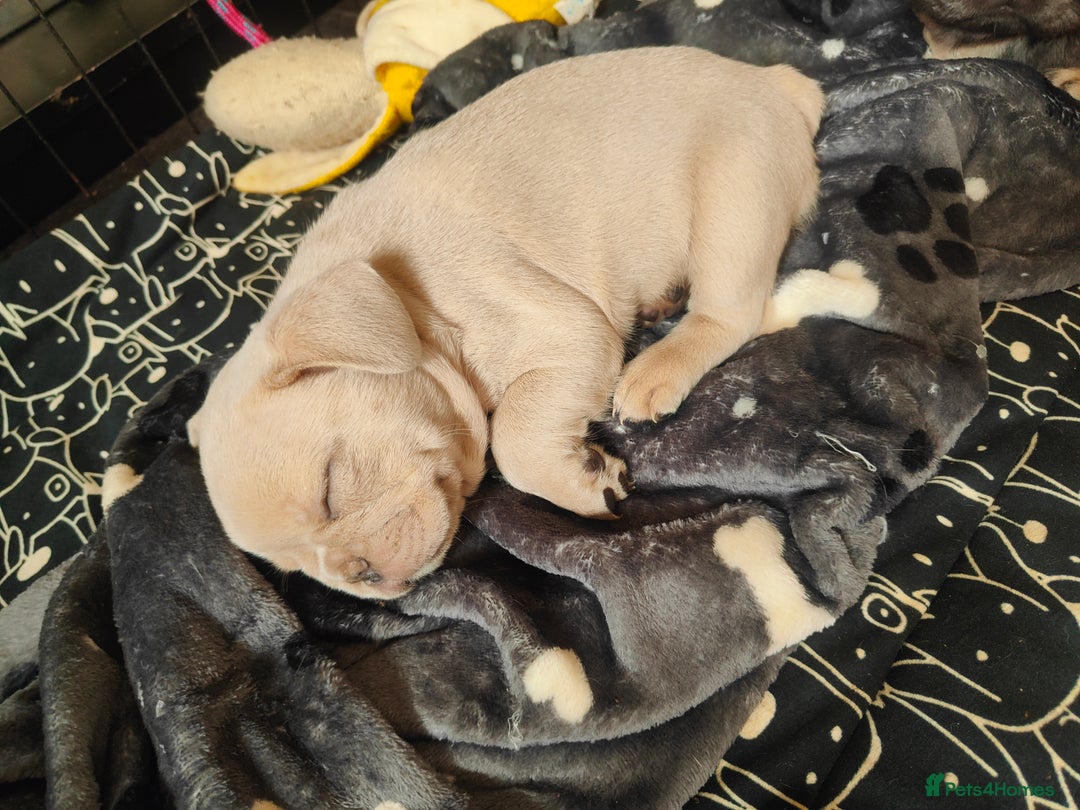 French Bulldog dogs for sale: 🐾 Premium Fluffy French Bulldog Puppies 🐾 - Image 10