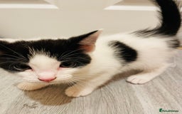 Mixed Breed cats for sale: Kitten - Image 4