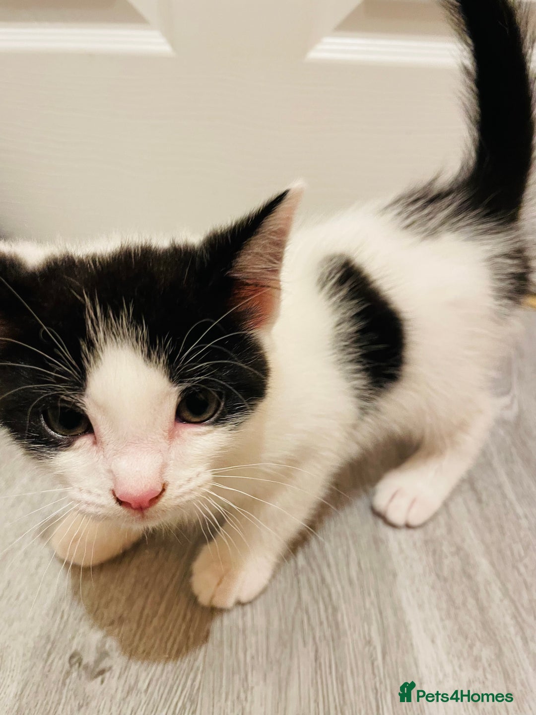 Mixed Breed cats for sale: Kitten - Image 4