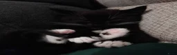 Mixed Breed cats for sale: Black and white kittens for sale in Weymouth - Advert 8