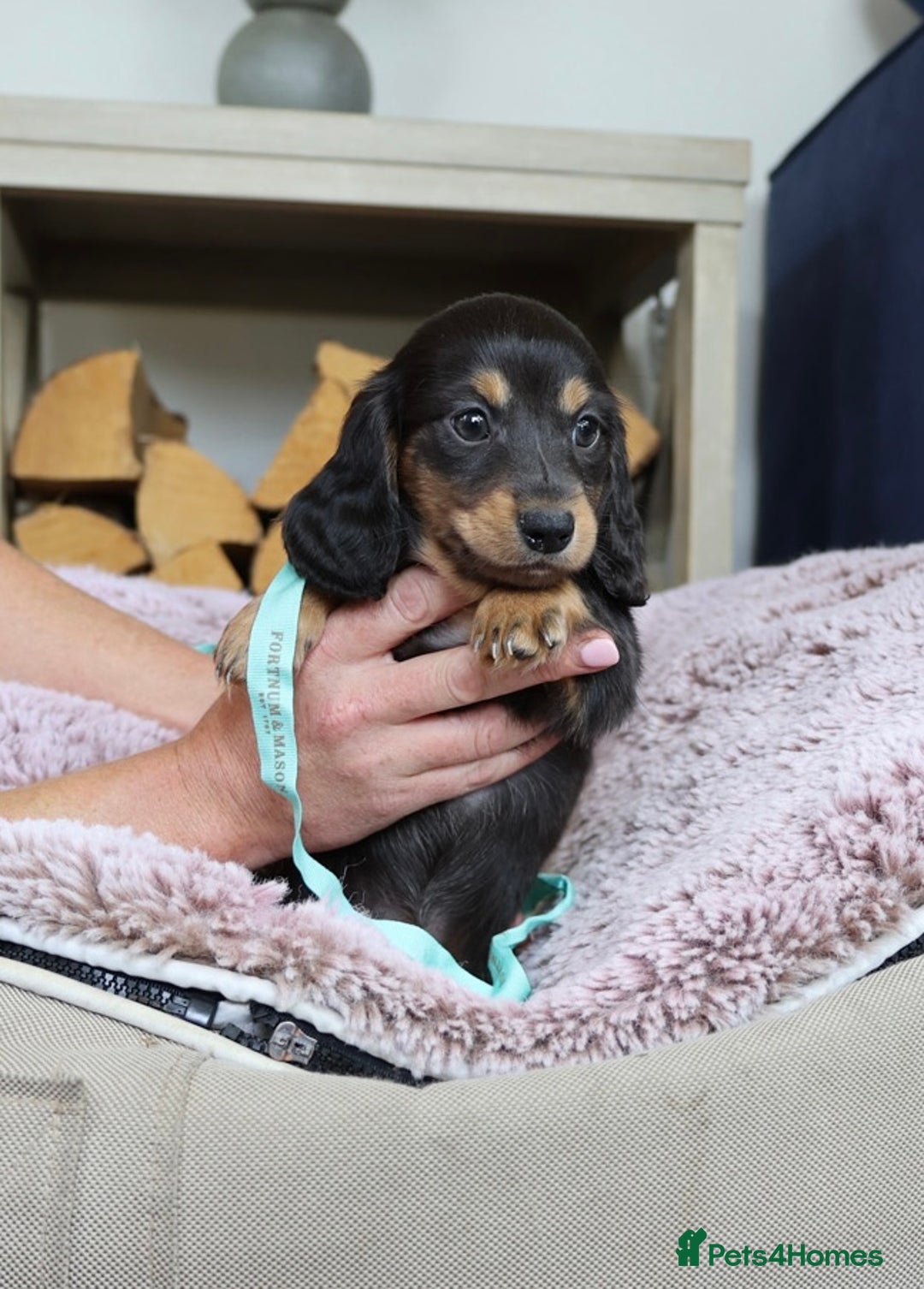 Miniature Dachshund dogs for sale: PEDIGREE MINIATURE LONGHAIRED DACHSHUNDS  - Image 16