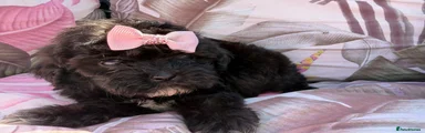 Shihpoo 4