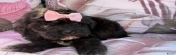 Shihpoo dogs for sale:  Shih Tzu x Toy Poodle (Shih Poo)  in Bishop Auckland - Advert 10