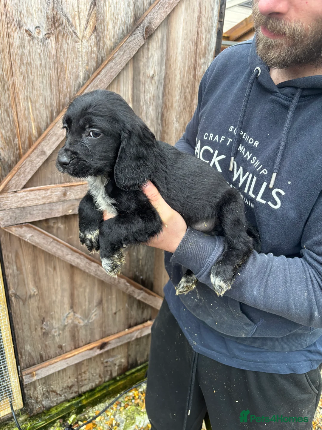 Cockalier dogs for sale: Beautiful Cockerlier puppies forsale - Advert 10