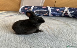 Netherland Dwarf rabbits for sale: Energetic Netherland Dwarf - Image 1