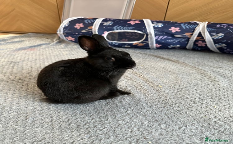 Netherland Dwarf rabbits - Advert 5