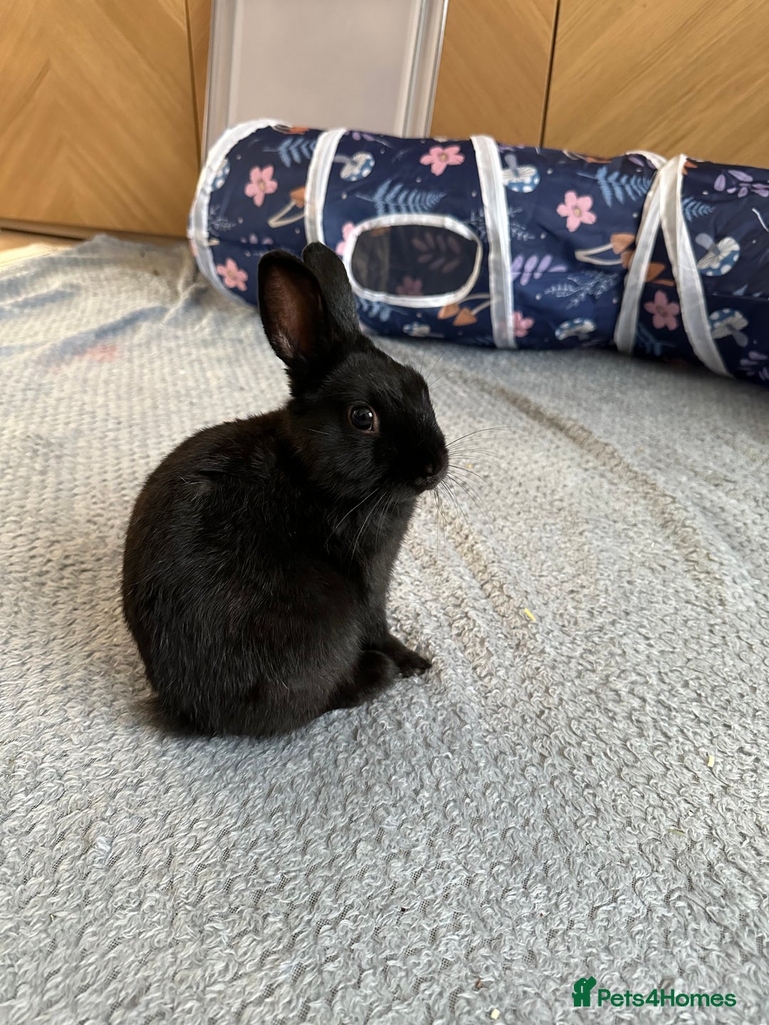 Netherland Dwarf rabbits for sale: Energetic Netherland Dwarf - Image 1
