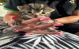 Mixed Breed cats for sale: kittens for sale!  - Image 2