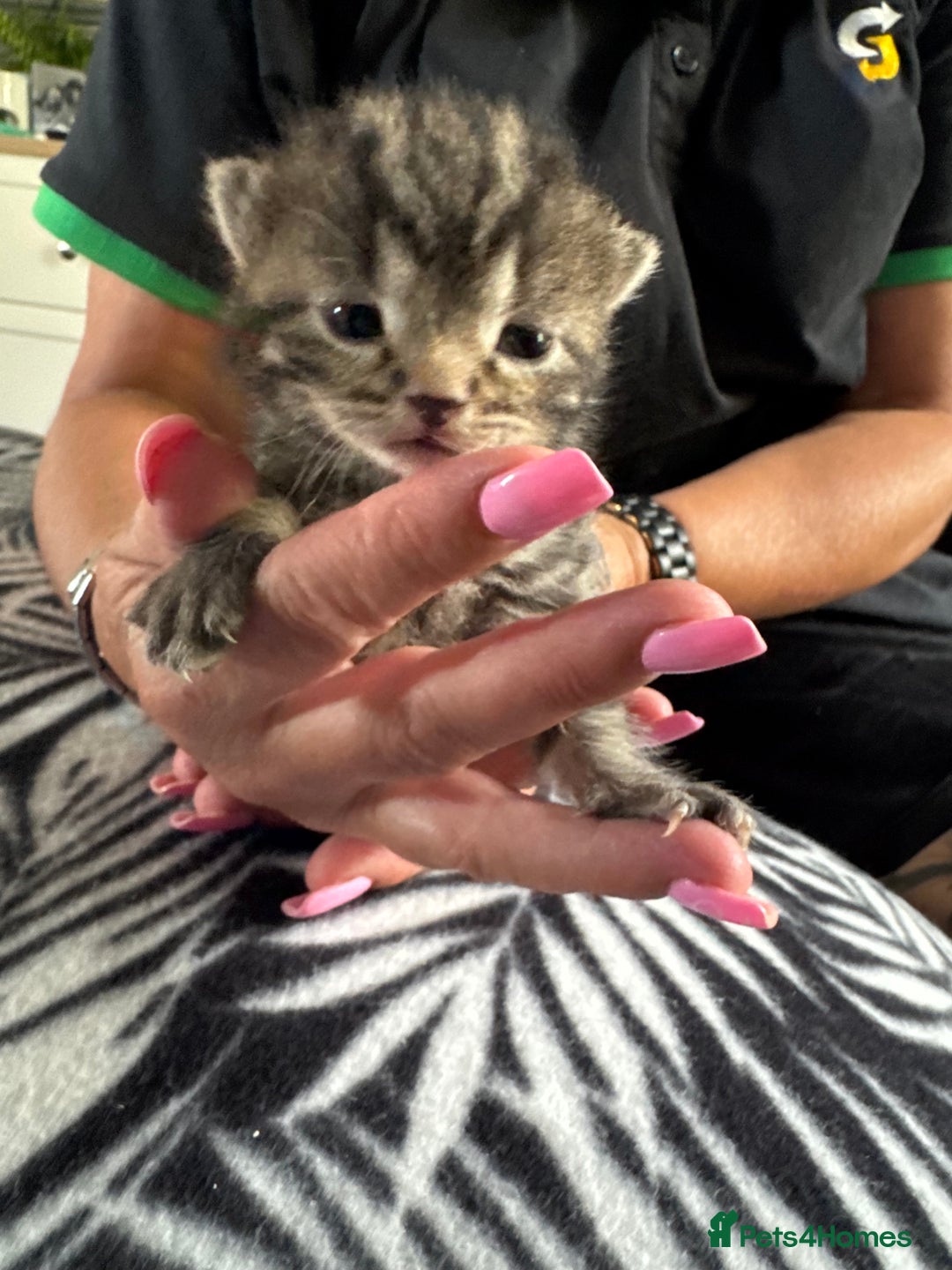 Mixed Breed cats for sale: kittens for sale!  - Image 2