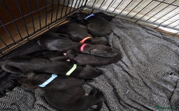 Staffordshire Bull Terrier dogs for sale: Staffordshire bull terrier puppies  - Image 3