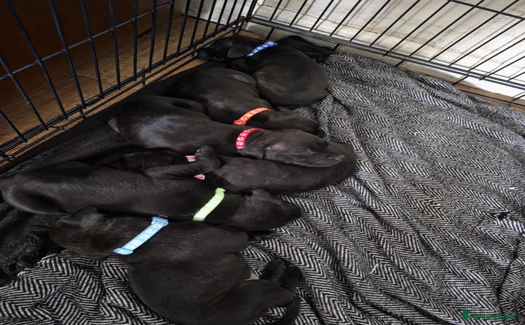 Staffordshire Bull Terrier dogs - Advert 4