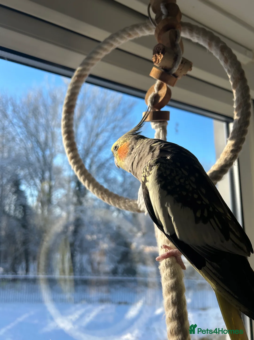 Cockatiels birds for sale: Two Loving Female Cockatiels for Rehoming - Advert 11