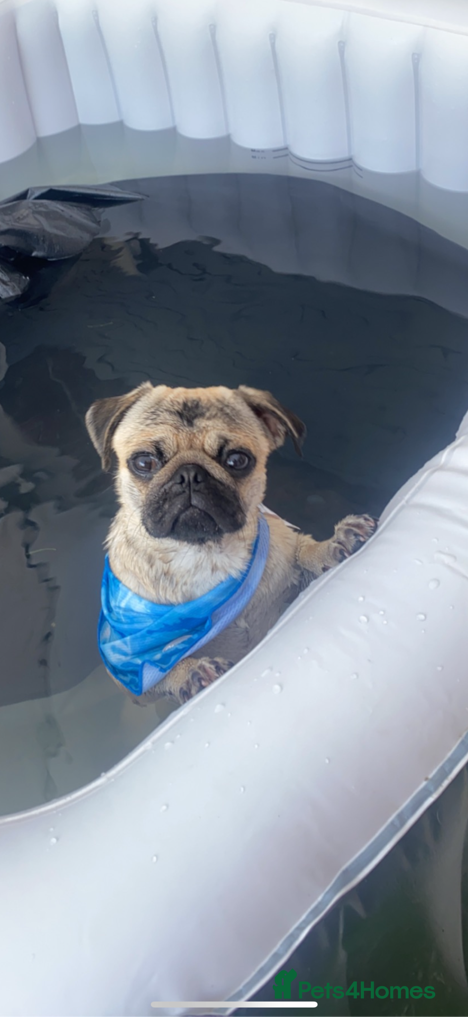 Pug dogs for stud: Pug to breed  - Advert 5