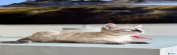 Bengal cats for sale: ✨NEW✨ TICA Pedigree Championship Bengal Kittens - Advert 9