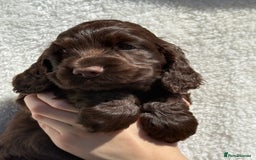 Cocker Spaniel dogs for sale: KC Show Cocker Spaniel boy  ready now - Image 2