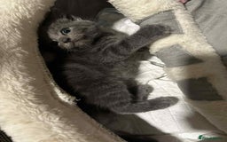 British Longhair cats for sale: 5 little kittens  - Advert 18