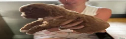 Cockapoo dogs for sale: 🐶💙💙💙💖💖 5 BEAUTIFUL COCKAPOOS - Advert 6
