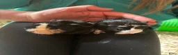 Guinea Pig rodents for sale: Lovely guinea pigs  - Advert 10
