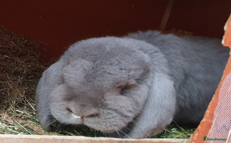 Mini Lop rabbits Spayed and neutered rabbits for adoption Vac rhd2 - Advert 5