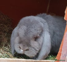 Mini Lop rabbits Spayed and neutered rabbits for adoption Vac rhd2 - Advert 2