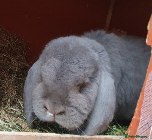 Mini Lop rabbits Spayed and neutered rabbits for adoption Vac rhd2 - Advert 5