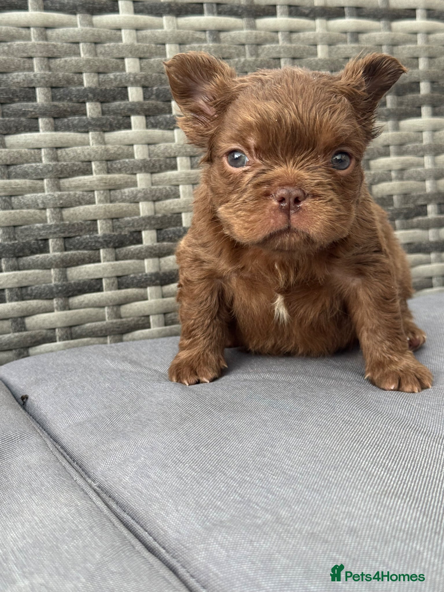 French Bulldog dogs READ INFO fluffy and carrier french bulldogs - Advert 1