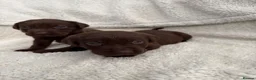 Labrador Retriever dogs for sale: Chocolate Labrador Puppies - Advert 20