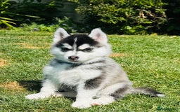 Pomsky dogs for sale:  Beautiful F2b Pomsky Puppies – Health Tested - Image 16