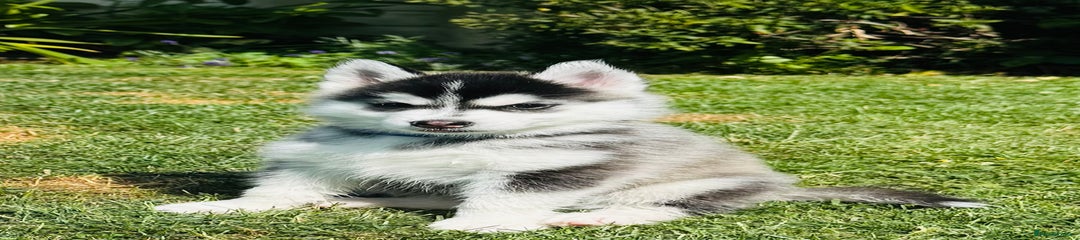 Pomsky Puppy 3