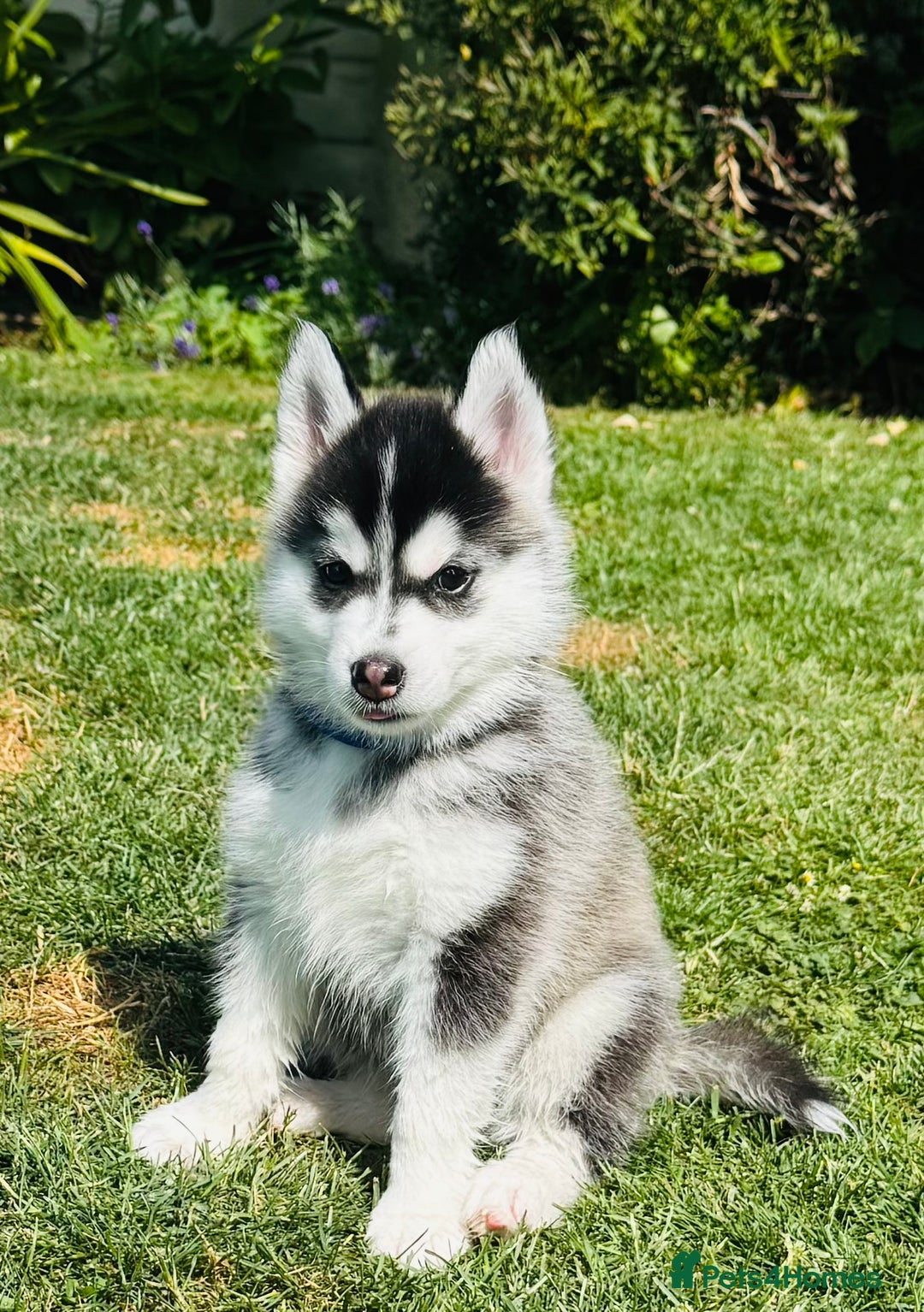 Pomsky dogs for sale:  Beautiful F2b Pomsky Puppies – Health Tested - Image 16