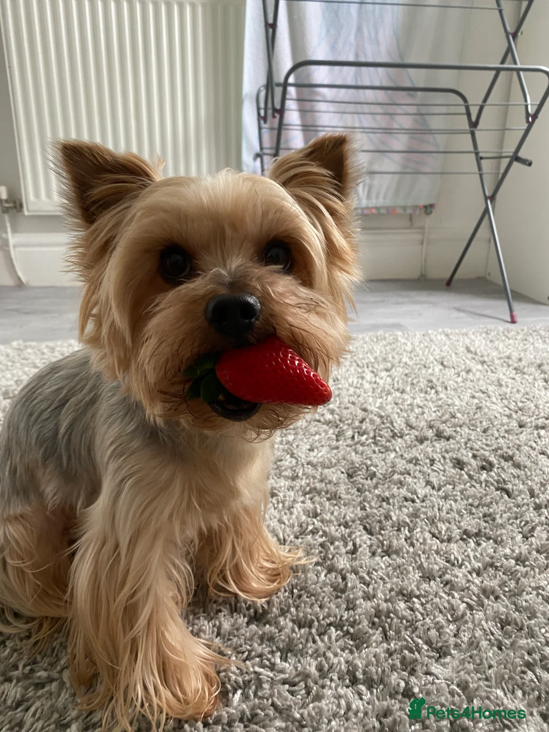 Yorkshire Terrier dogs for stud: Yorkshire terrier stud  - Advert 6