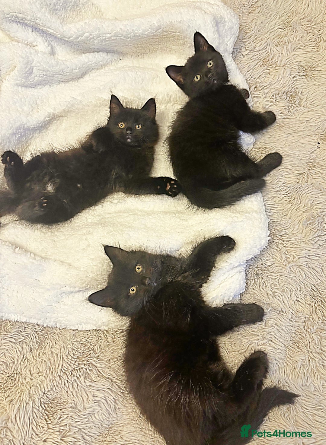 Mixed Breed cats for sale: Very fluffy, playful kittens - Advert 6