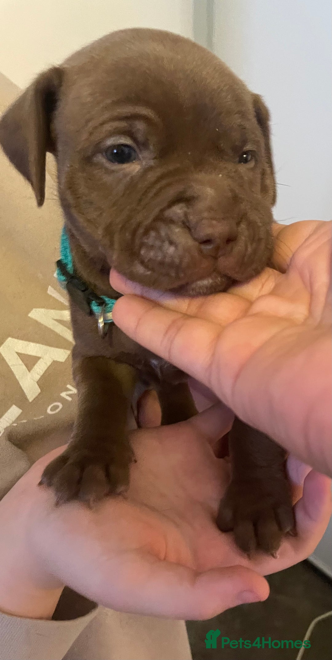 Staffordshire Bull Terrier dogs for sale: Staffordshire/American Staffordshire pups in Harrow - Image 13