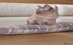 Burmese cats for sale: Burmese Kittens – Two Chocolate  - Image 12
