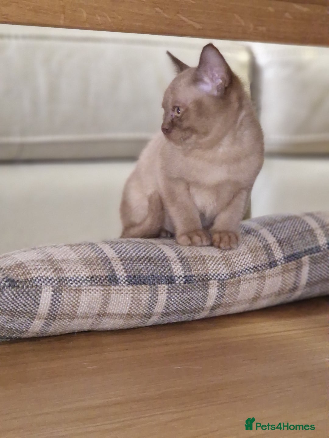 Burmese cats for sale: Burmese Kittens – Two Chocolate  - Image 12
