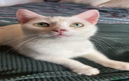 Domestic Shorthair cats for sale: 7 beautiful baby’s ready to go now - Image 8
