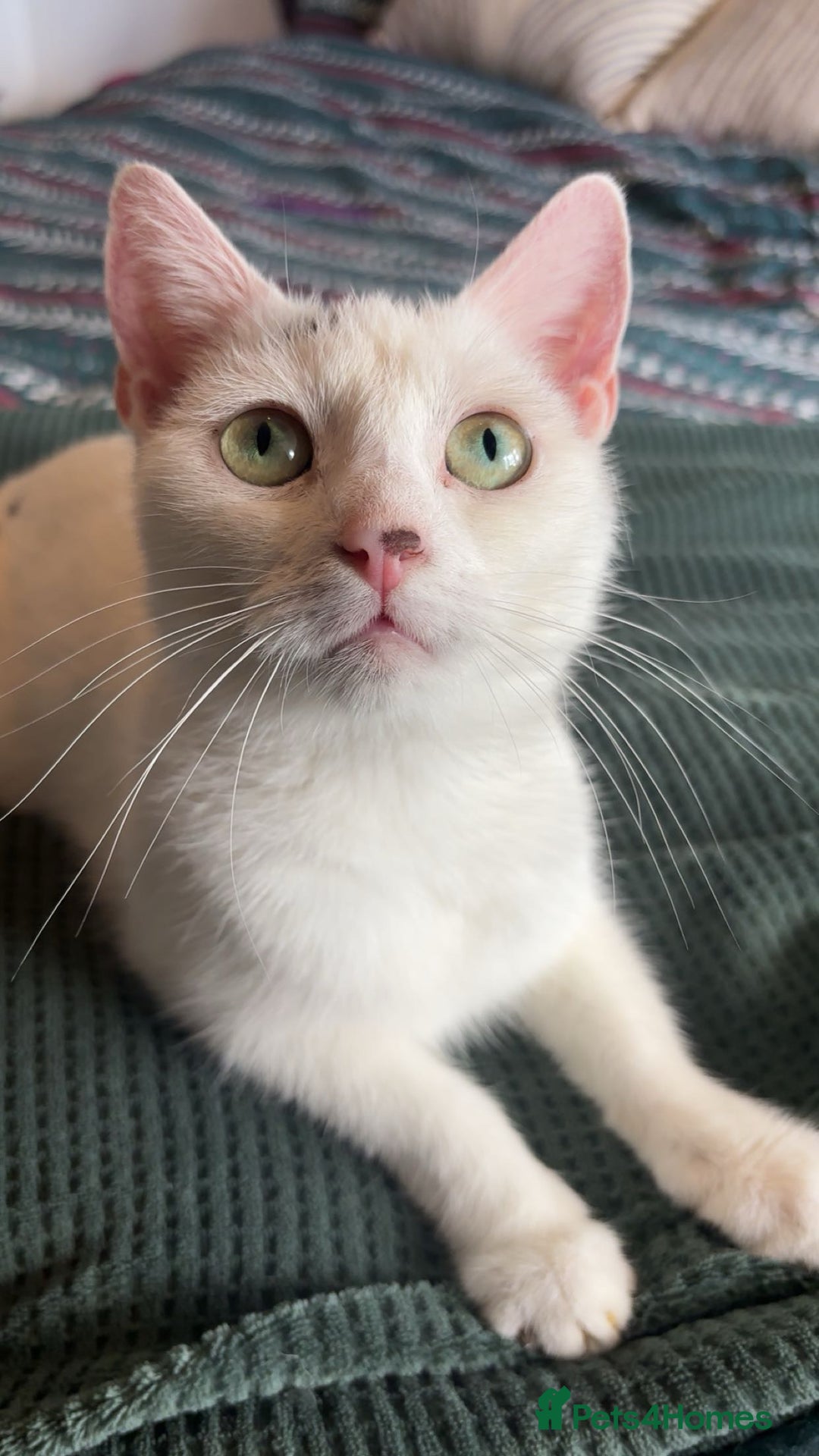 Domestic Shorthair cats for sale: 7 beautiful baby’s ready to go now - Image 8