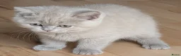 Selkirk Rex cats for sale: 😻 Beautiful Selkirk Rex Kittens 😻 - Advert 8