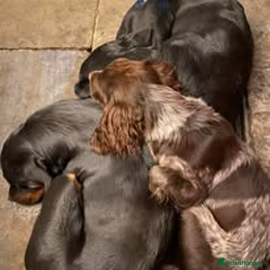 Mixed Breed dogs for sale: The Perfect Family Mid-Sized Pet - Sprocker X Rott - Image 16
