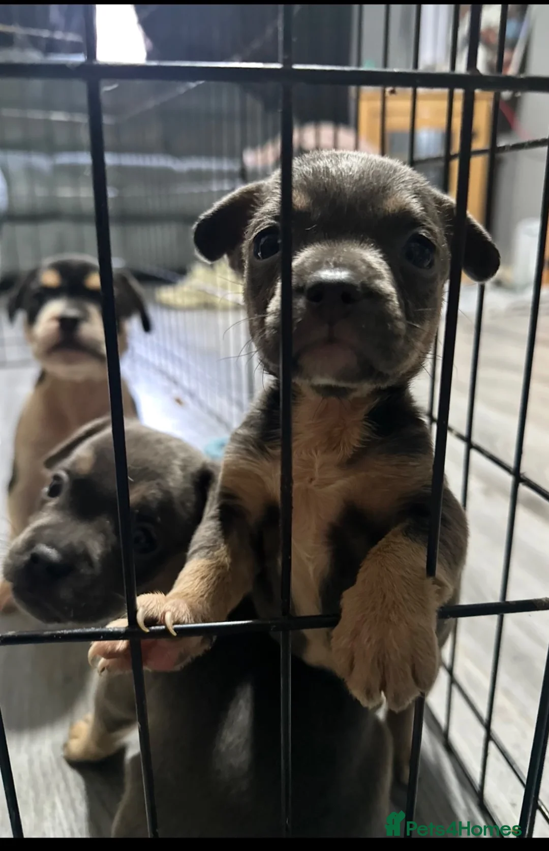 Mixed Breed dogs for sale: Females ONLY frenchie mix puppies - Advert 2