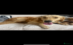 Golden Retriever dogs for sale: STUNNING KC RETRIEVER   - Image 7