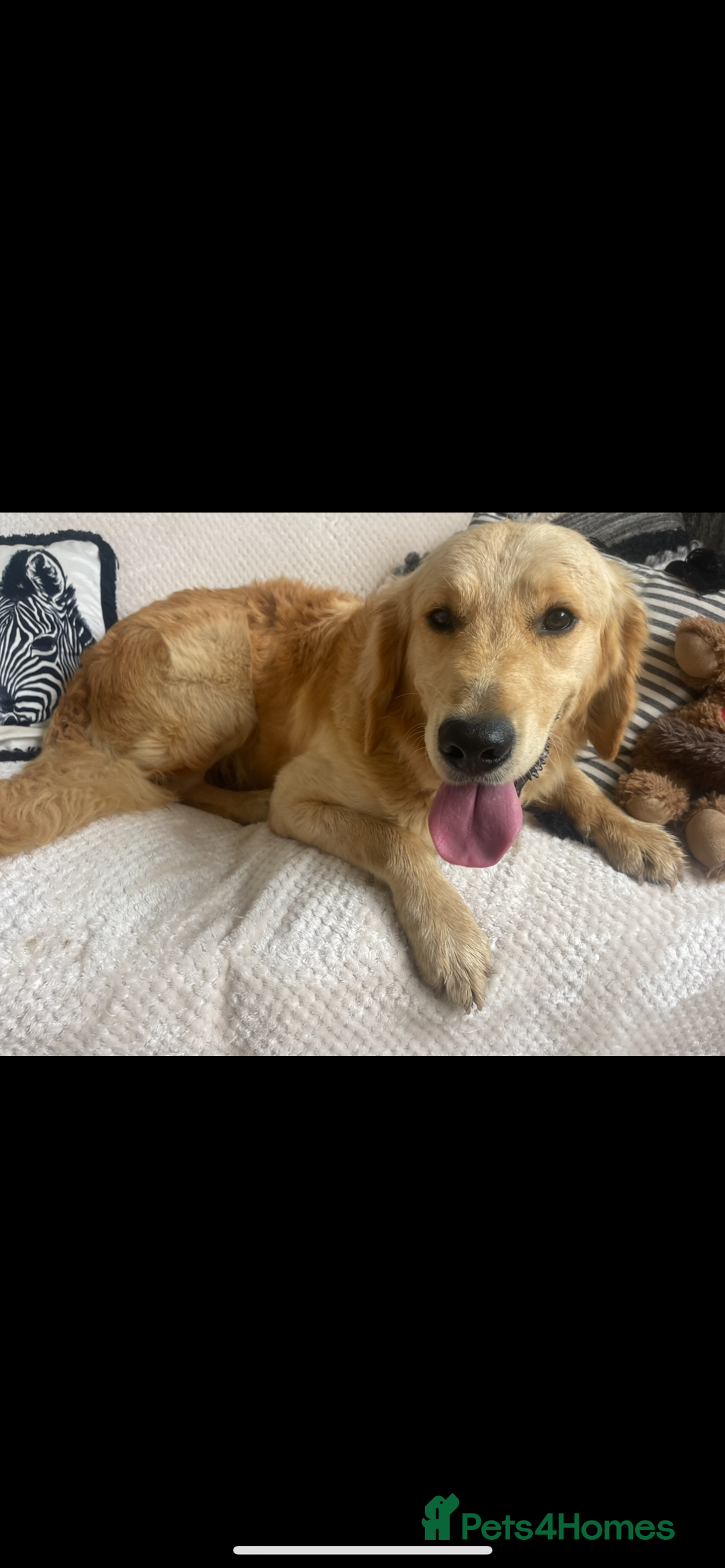 Golden Retriever dogs for sale: STUNNING KC RETRIEVER   - Image 7